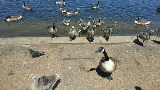 Ducks in Serpentine lake, in Hyde Park, London.