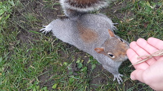 Feeding a lovely squirrel in Hyde Park, London.